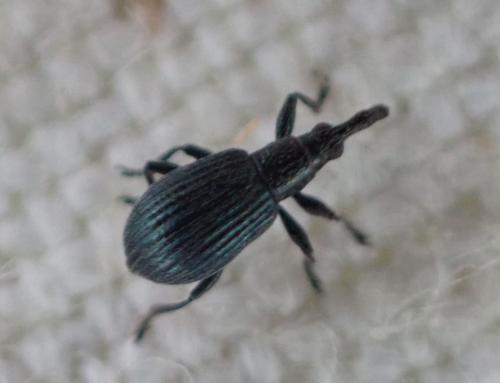 Réf. 314 195 : Ischnopterapion virens